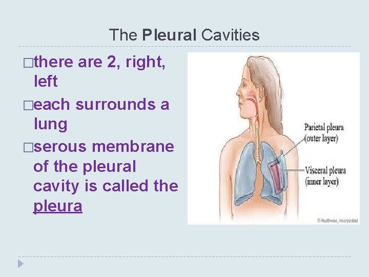 The Pleural Cavities �there are 2, right, left �each surrounds a lung �serous membrane