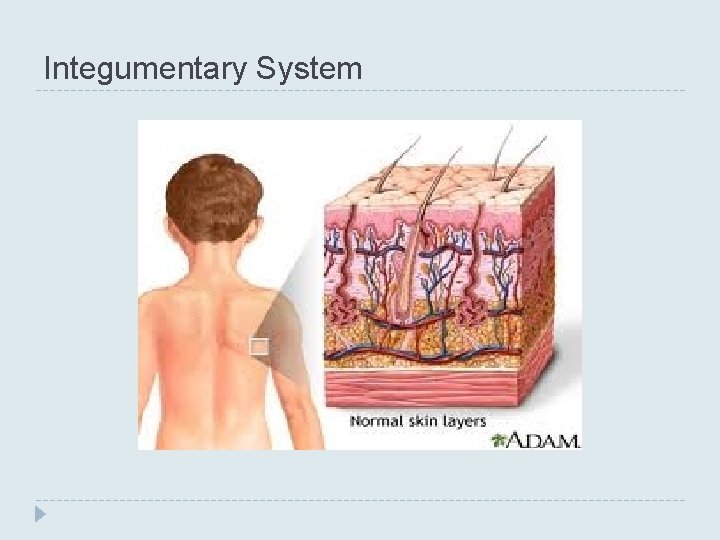 Integumentary System 