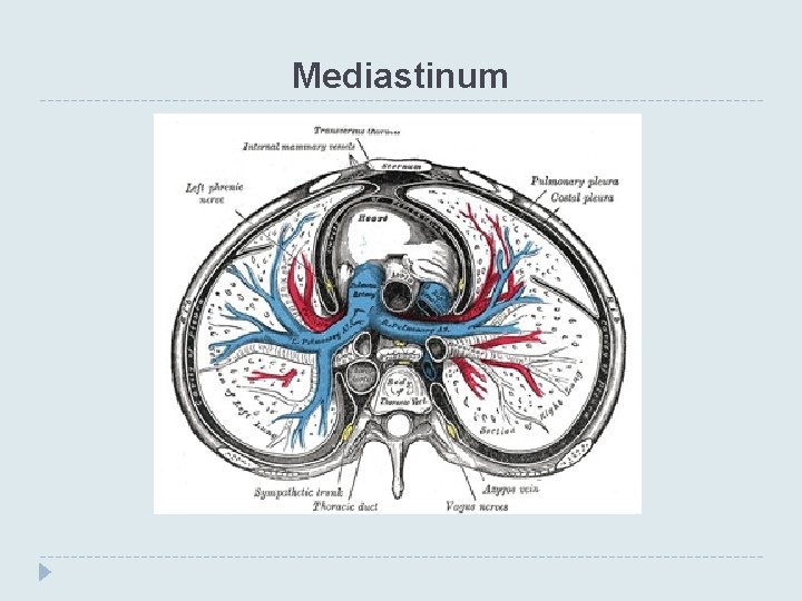 Mediastinum 