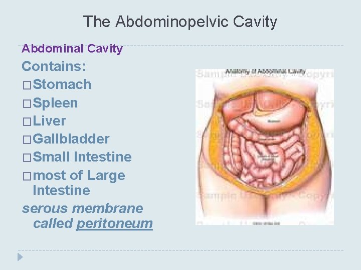 The Abdominopelvic Cavity Abdominal Cavity Contains: �Stomach �Spleen �Liver �Gallbladder �Small Intestine �most of