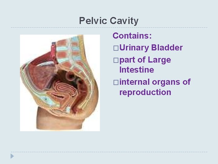 Pelvic Cavity Contains: �Urinary Bladder �part of Large Intestine �internal organs of reproduction 