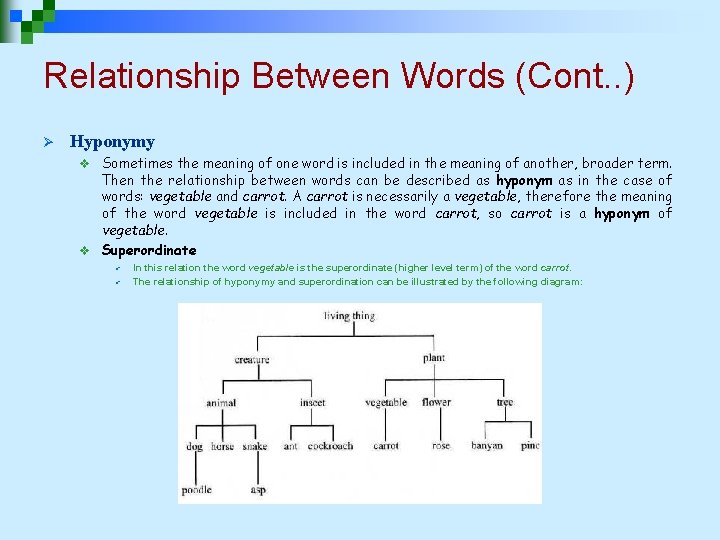 Relationship Between Words (Cont. . ) Ø Hyponymy Sometimes the meaning of one word