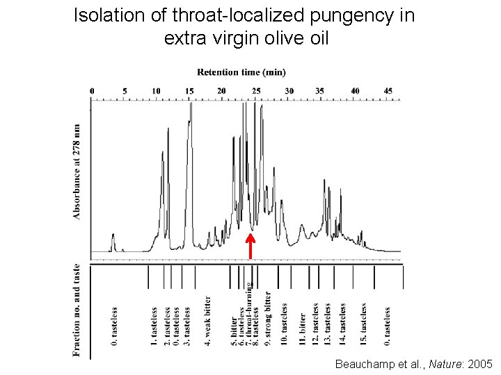 Isolation of throat-localized pungency in extra virgin olive oil Beauchamp et al. , Nature: