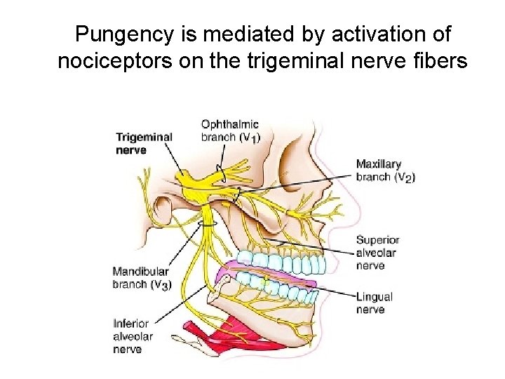 Pungency is mediated by activation of nociceptors on the trigeminal nerve fibers 