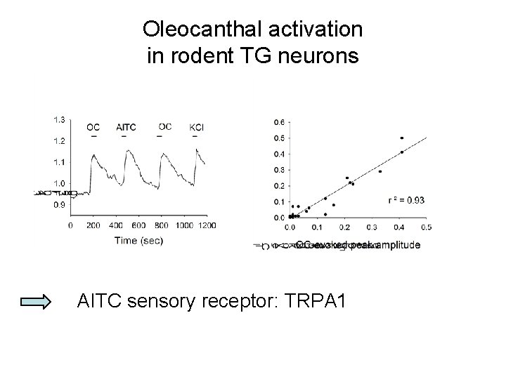 Oleocanthal activation in rodent TG neurons AITC sensory receptor: TRPA 1 