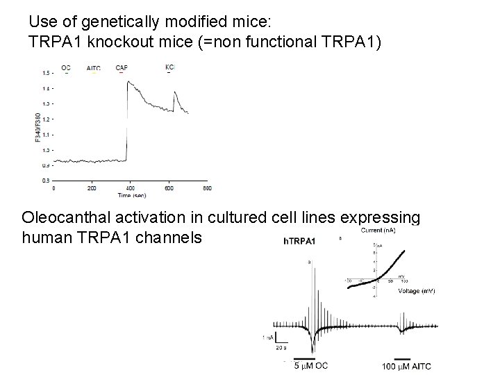 Use of genetically modified mice: TRPA 1 knockout mice (=non functional TRPA 1) Oleocanthal