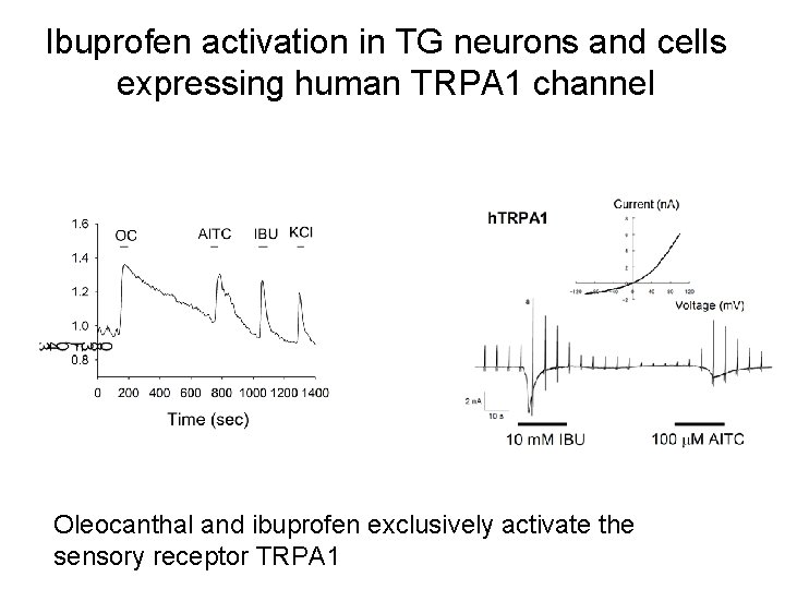 Ibuprofen activation in TG neurons and cells expressing human TRPA 1 channel Oleocanthal and