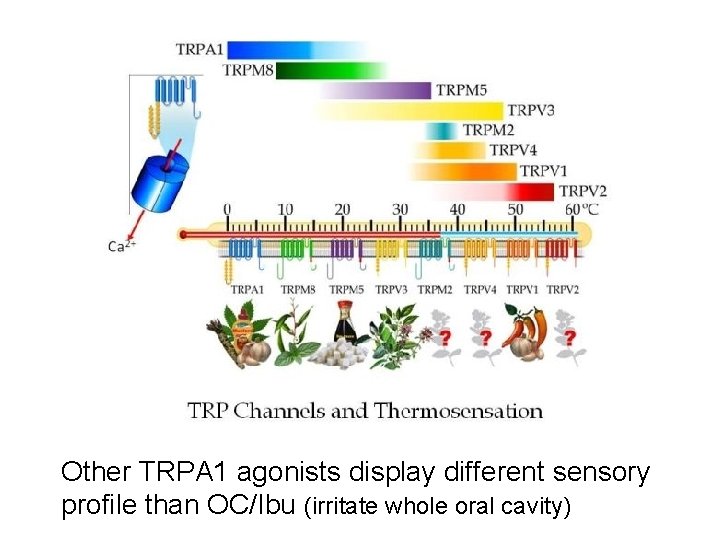 Other TRPA 1 agonists display different sensory profile than OC/Ibu (irritate whole oral cavity)