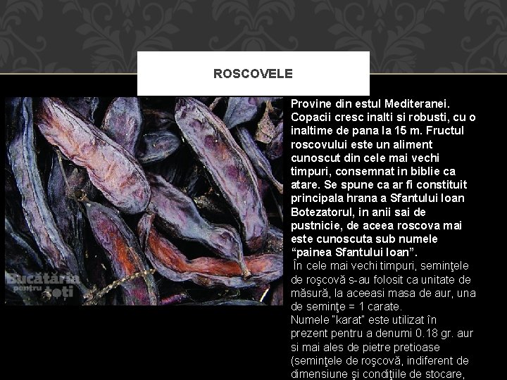 ROSCOVELE Provine din estul Mediteranei. Copacii cresc inalti si robusti, cu o inaltime de