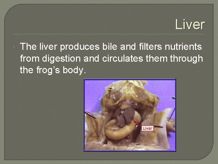Liver The liver produces bile and filters nutrients from digestion and circulates them through