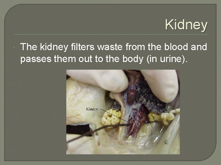 Kidney The kidney filters waste from the blood and passes them out to the
