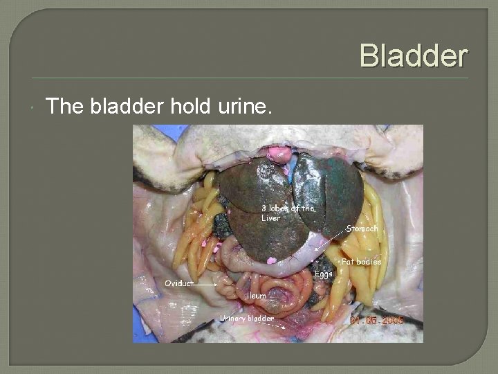 Bladder The bladder hold urine. 