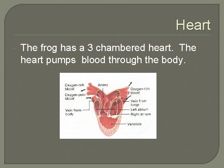 Heart The frog has a 3 chambered heart. The heart pumps blood through the