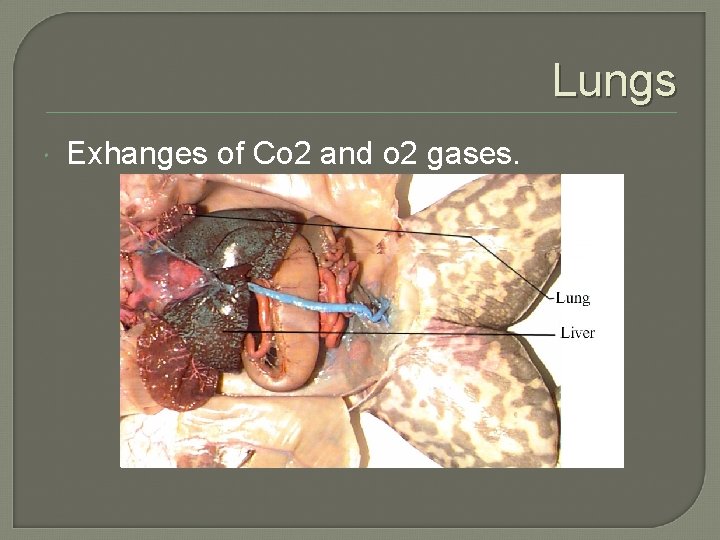 Lungs Exhanges of Co 2 and o 2 gases. 