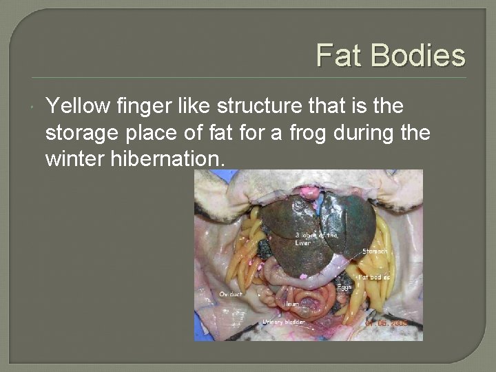 Fat Bodies Yellow finger like structure that is the storage place of fat for