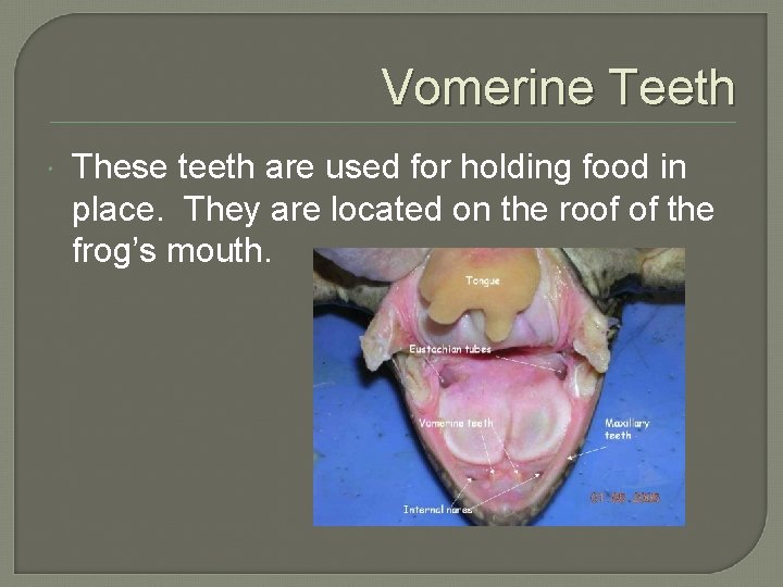 Vomerine Teeth These teeth are used for holding food in place. They are located