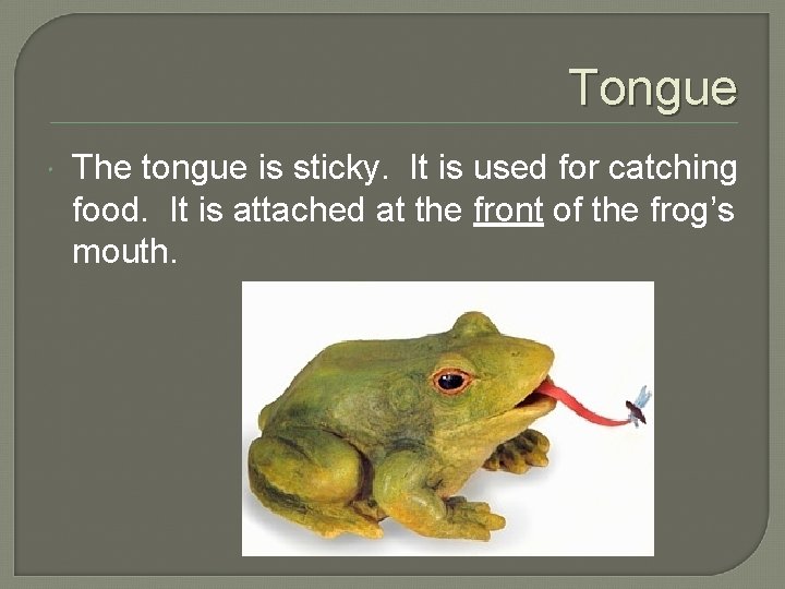 Tongue The tongue is sticky. It is used for catching food. It is attached
