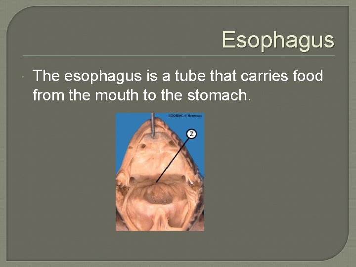 Esophagus The esophagus is a tube that carries food from the mouth to the