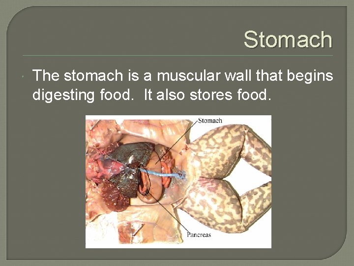 Stomach The stomach is a muscular wall that begins digesting food. It also stores