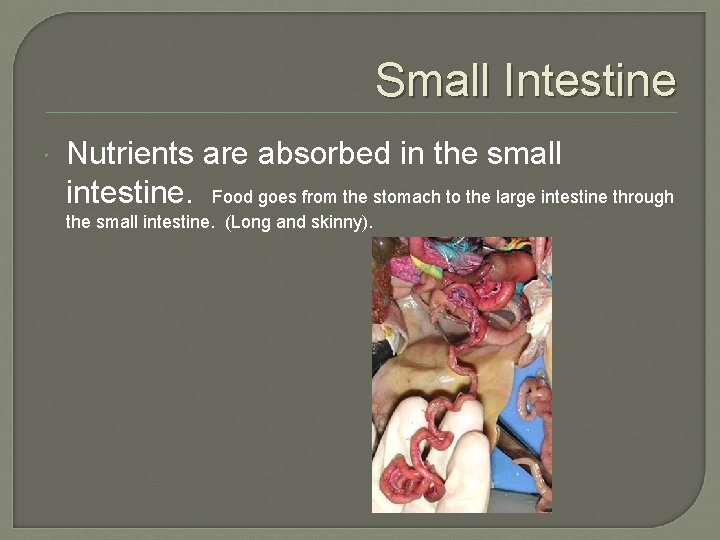 Small Intestine Nutrients are absorbed in the small intestine. Food goes from the stomach