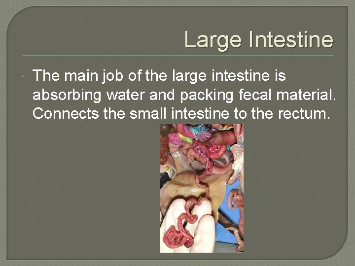Large Intestine The main job of the large intestine is absorbing water and packing