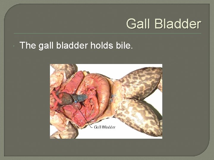 Gall Bladder The gall bladder holds bile. 