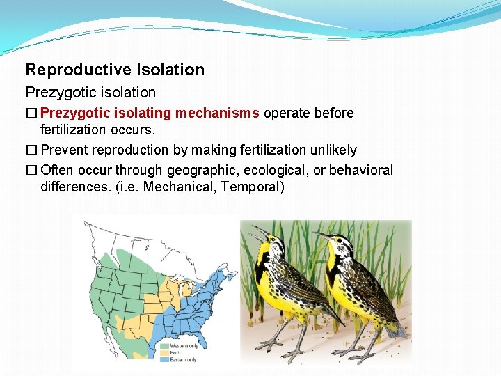 Reproductive Isolation Prezygotic isolation � Prezygotic isolating mechanisms operate before fertilization occurs. � Prevent