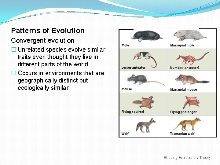 Patterns of Evolution Convergent evolution � Unrelated species evolve similar traits even thought they