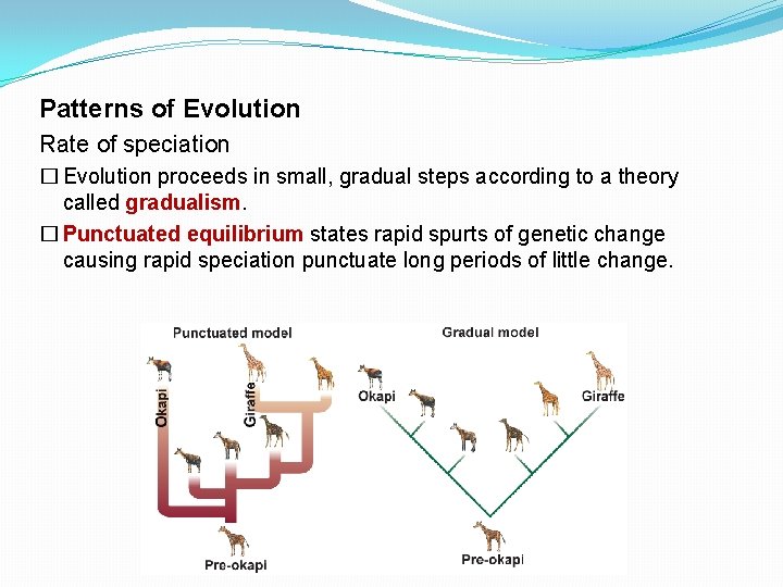 Patterns of Evolution Rate of speciation � Evolution proceeds in small, gradual steps according