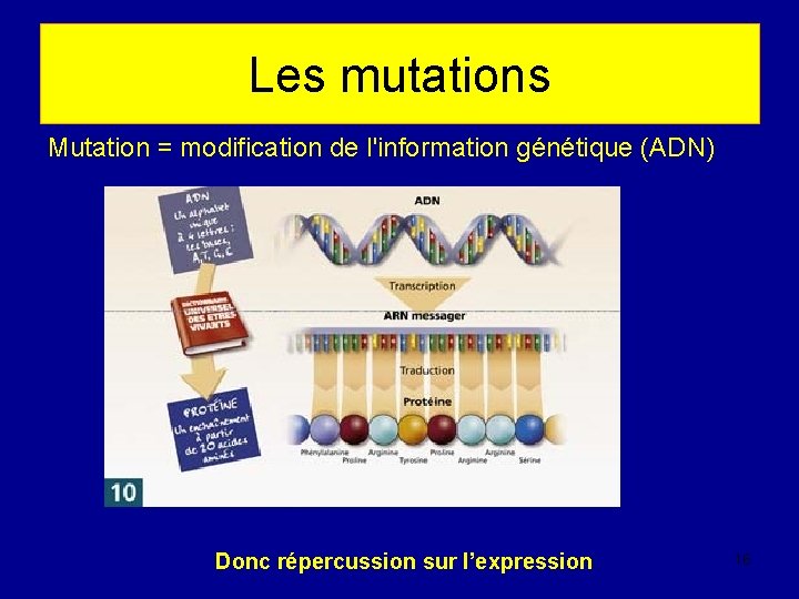 Les mutations Mutation = modification de l'information génétique (ADN) Donc répercussion sur l’expression 16