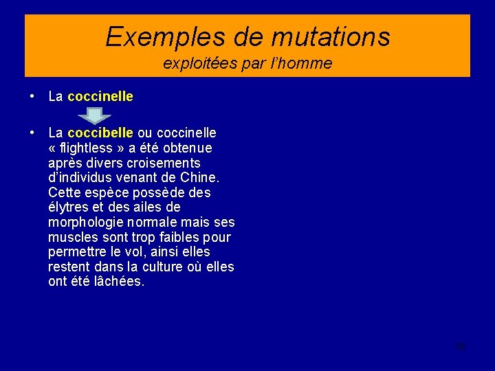 Exemples de mutations exploitées par l’homme • La coccinelle • La coccibelle ou coccinelle