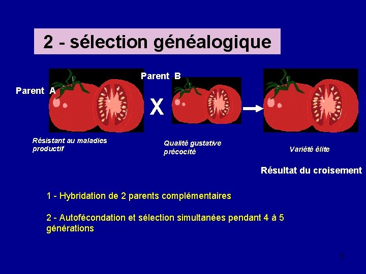 2 - sélection généalogique Parent B Parent A Résistant au maladies productif X Qualité