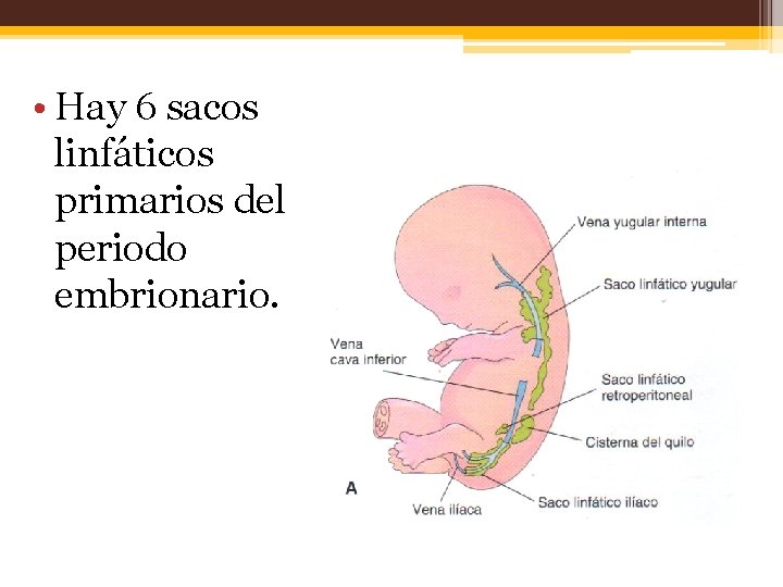  • Hay 6 sacos linfáticos primarios del periodo embrionario. 