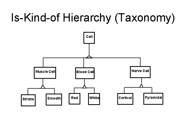 Is-Kind-of Hierarchy (Taxonomy) Cell Muscle Cell Striate Smooth Blood Cell Red White Nerve Cell Is-Kind-of Hierarchy (Taxonomy) Cell Muscle Cell Striate Smooth Blood Cell Red White Nerve Cell