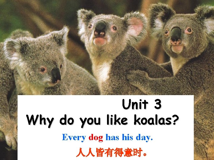 Unit 3 Why do you like koalas? Every dog has his day. 人人皆有得意时。 Unit 3 Why do you like koalas? Every dog has his day. 人人皆有得意时。