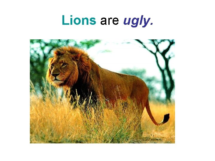 Lions are ugly. Lions are ugly.