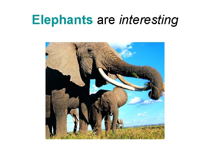 Elephants are interesting Elephants are interesting