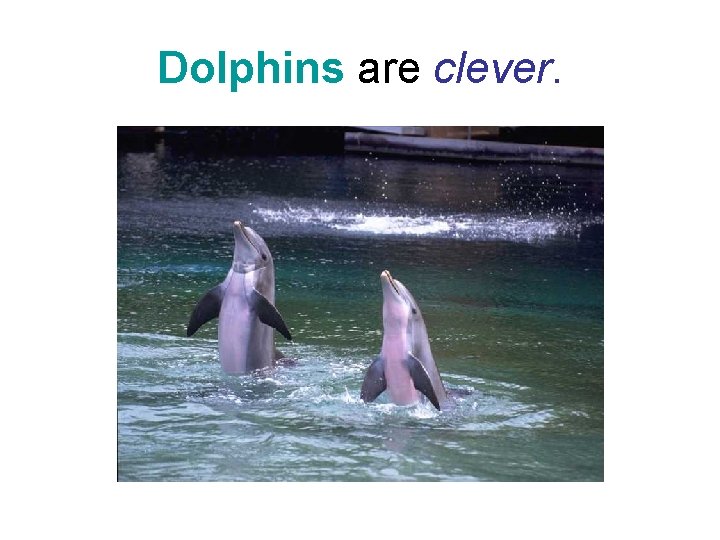 Dolphins are clever. Dolphins are clever.