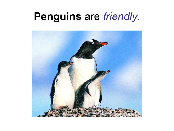 Penguins are friendly. Penguins are friendly.
