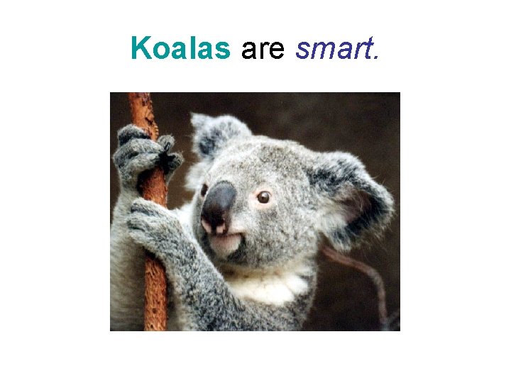 Koalas are smart. Koalas are smart.