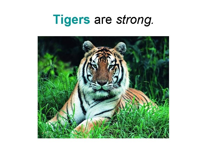 Tigers are strong. Tigers are strong.
