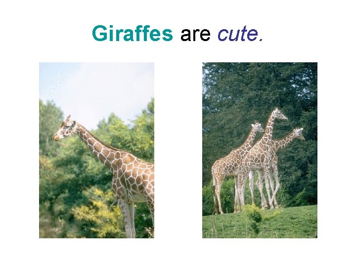 Giraffes are cute. Giraffes are cute.