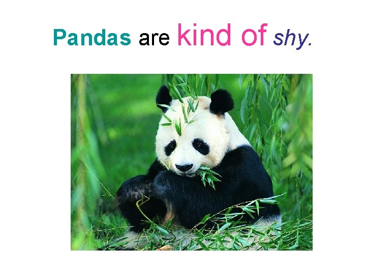 Pandas are kind of shy. Pandas are kind of shy.