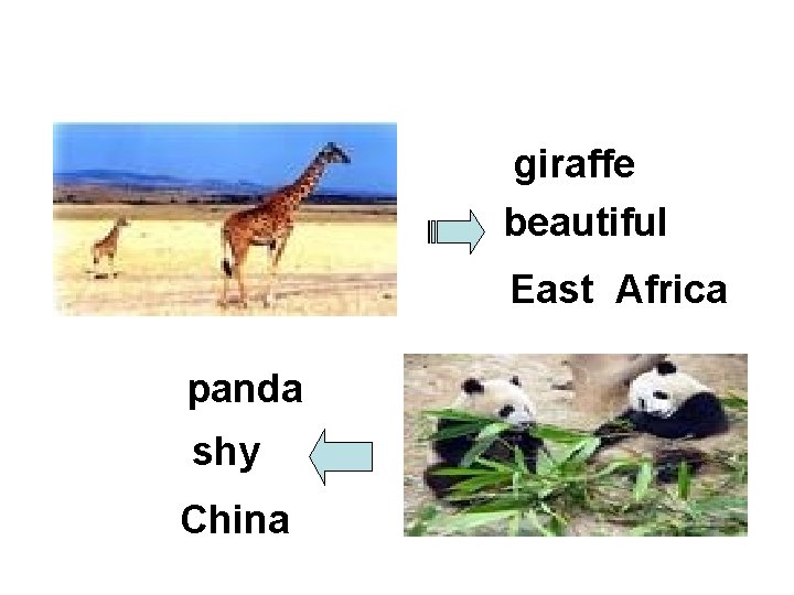 giraffe beautiful East Africa panda shy China giraffe beautiful East Africa panda shy China