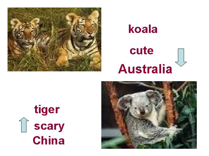 koala cute Australia tiger scary China koala cute Australia tiger scary China