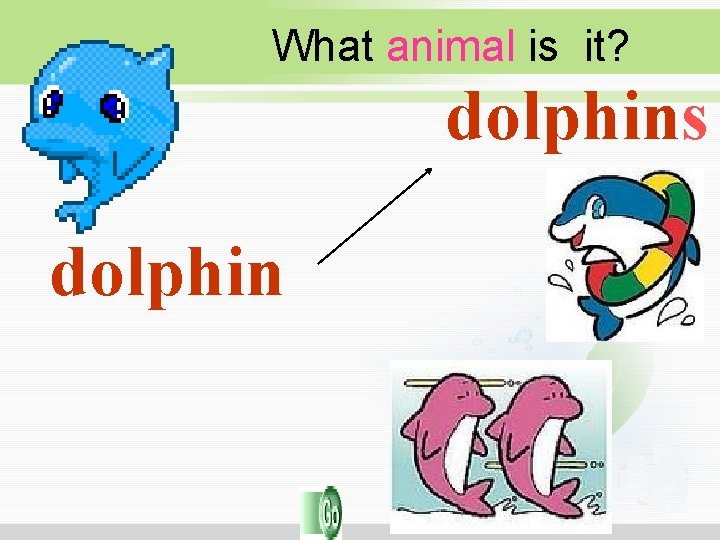 What animal is it? dolphins dolphin What animal is it? dolphins dolphin