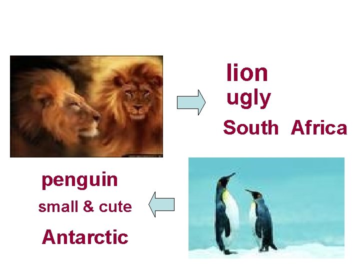 lion ugly South Africa penguin small & cute Antarctic lion ugly South Africa penguin small & cute Antarctic