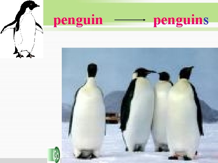penguins penguins
