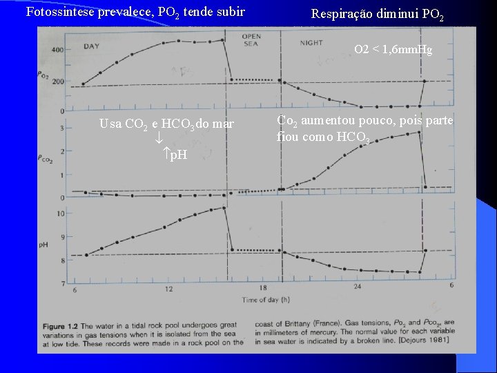 Fotossintese prevalece, PO 2 tende subir Respiração diminui PO 2 Usa CO 2 e Fotossintese prevalece, PO 2 tende subir Respiração diminui PO 2 Usa CO 2 e