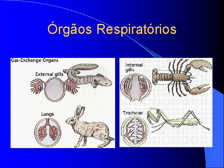 Órgãos Respiratórios Órgãos Respiratórios